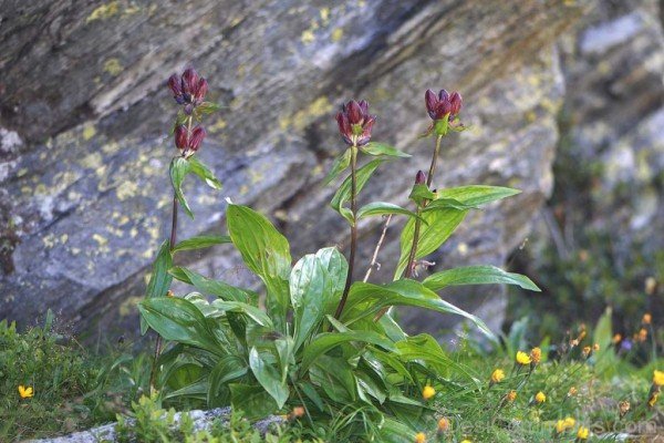 Photo Of Gentiana Purpurea Flowersaaj227DC0215