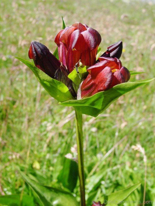 Photo Of Gentiana Purpurea