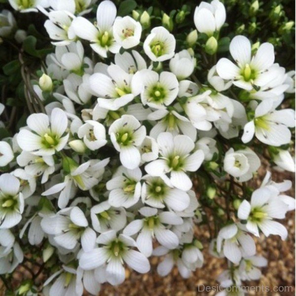 Photo Of Gentiana Saxosa Flowers