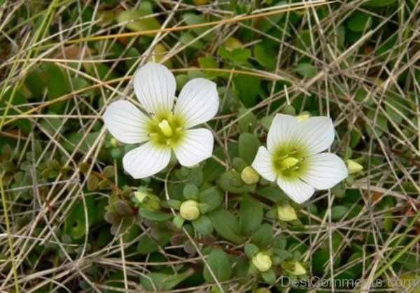 Photo Of Gentiana Saxosa