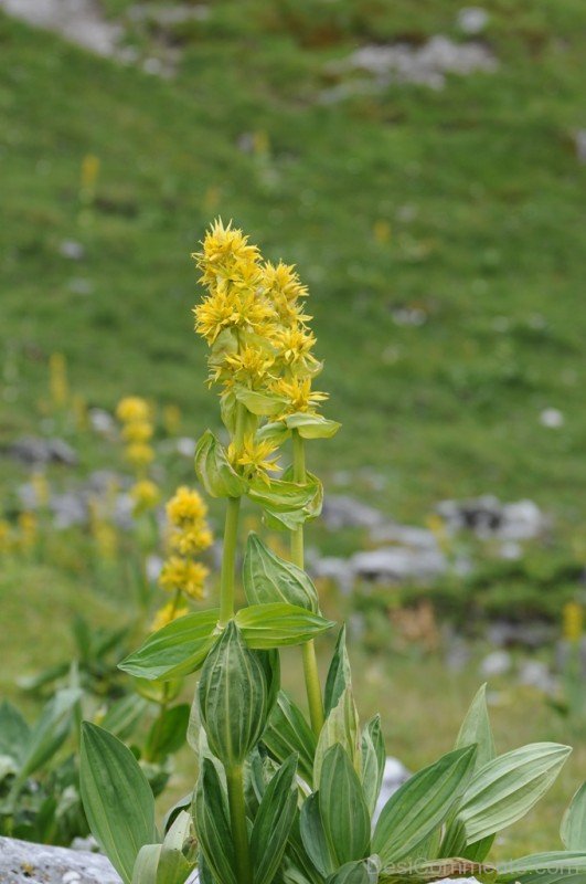 Photo Of Giant Yellow Gentian Flowers-jha324D9DC24