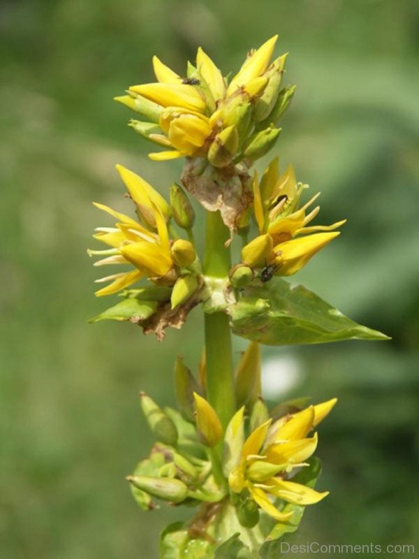 Photo Of Giant Yellow Gentian