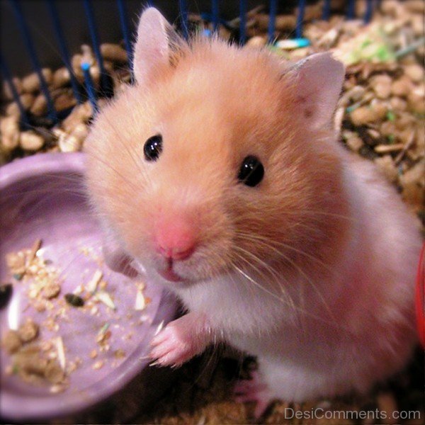 Photo Of Hamster-desiC19