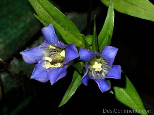Photo Of Japanese Gentian Flowers