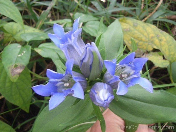 Photo Of Japanese Gentian-jkh628DC0D27