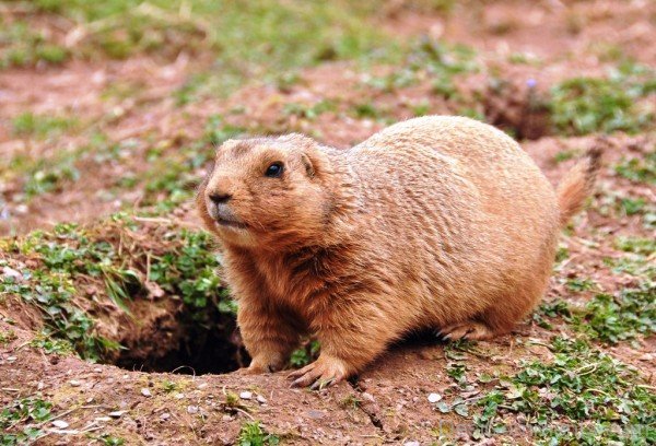 Photo Of Prairie Dog-adb008dcpoop08