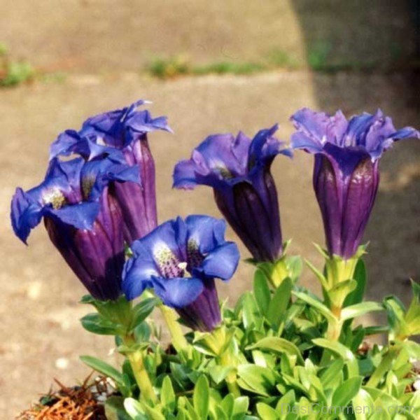 Photo Of Pyrenean Trumpet Gentian