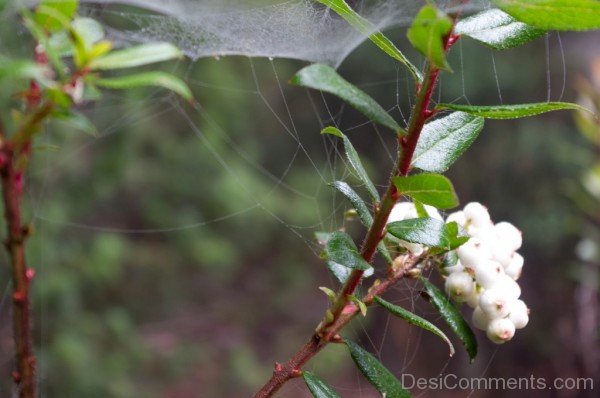 Photo Of Snow Berry