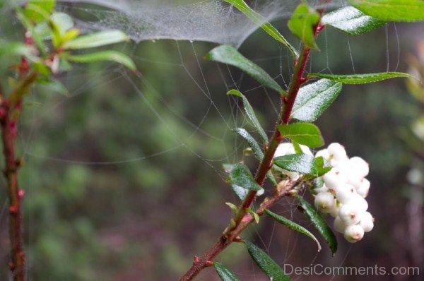 Photo Of Snow Berry-hbk9811D0C09