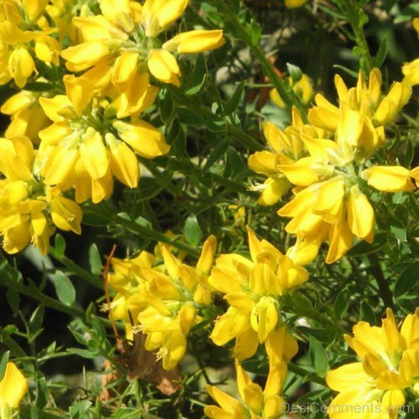 Photo Of Spanish Gorse Flowers
