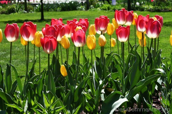 Photo Of Tulips