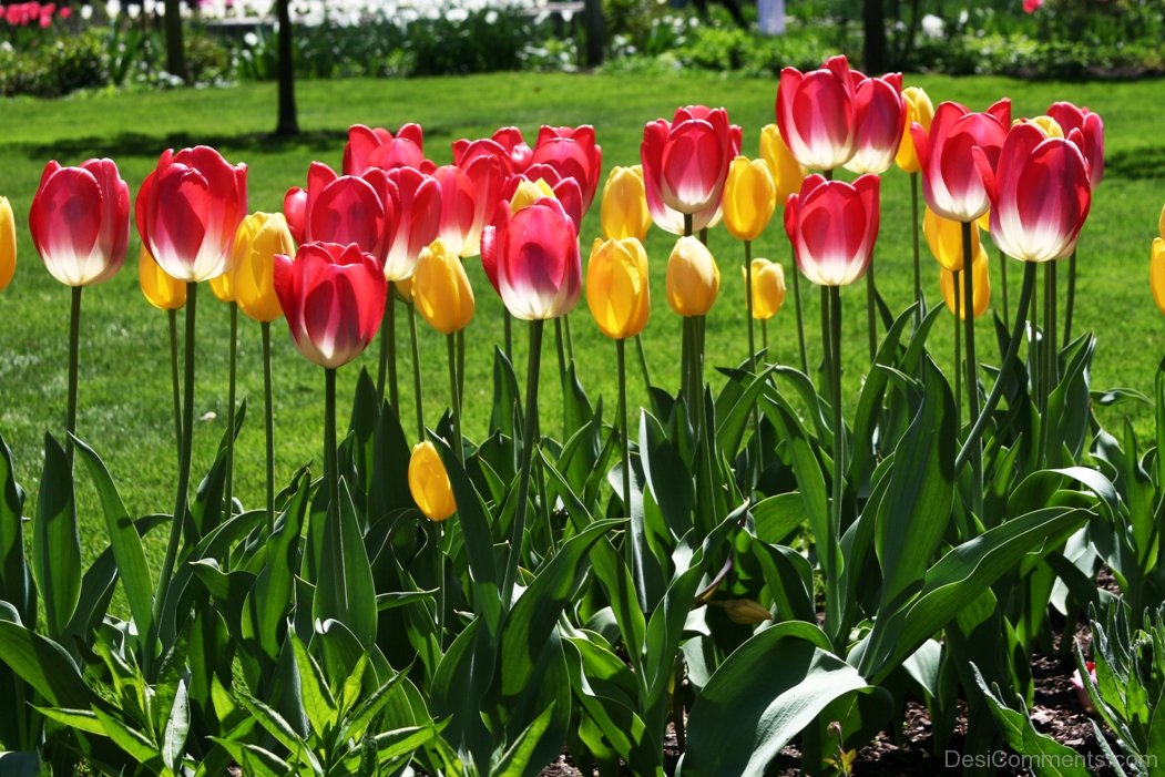 Photo Of Tulips Desicomments Com
