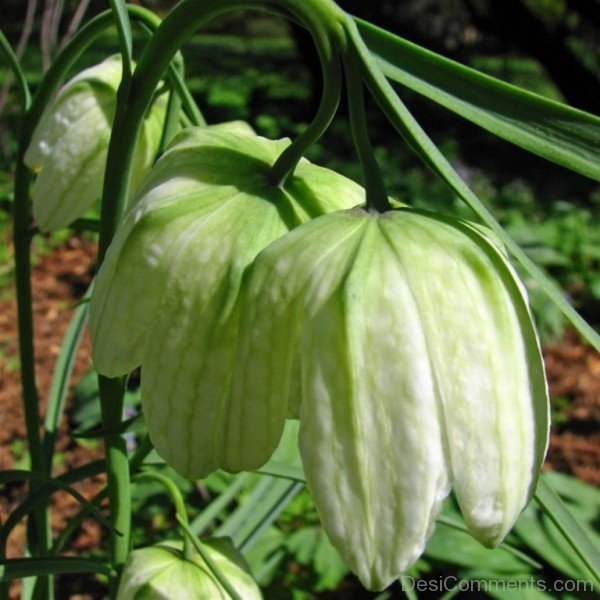 Photo Of White Snake's Head Fritillary Flowers-xse213DC12308