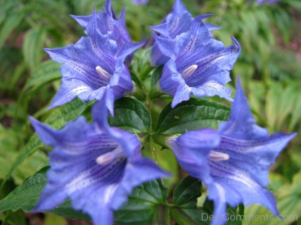 Photo Of Willow Gentian Flowers