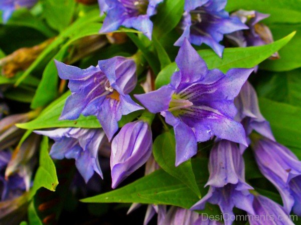 Photo Of Willow Gentian
