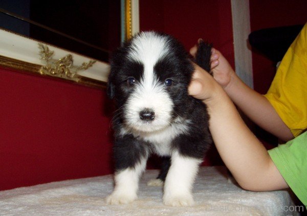 Picture Of Bearded Collie Puppy-adb75666DC9DC66