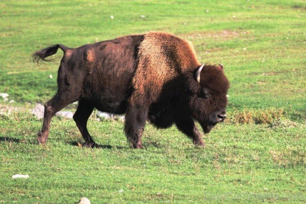 Picture Of Bison