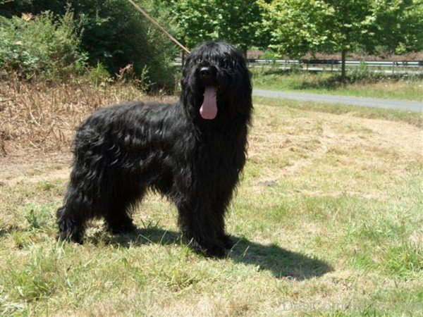 Picture Of Briard Dog-id057