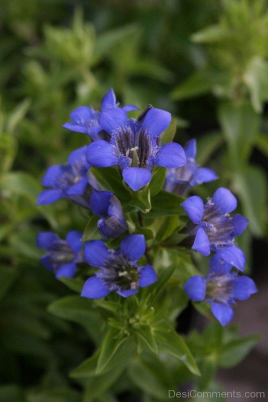 Picture Of Crested Gentian-hgr427DC0002