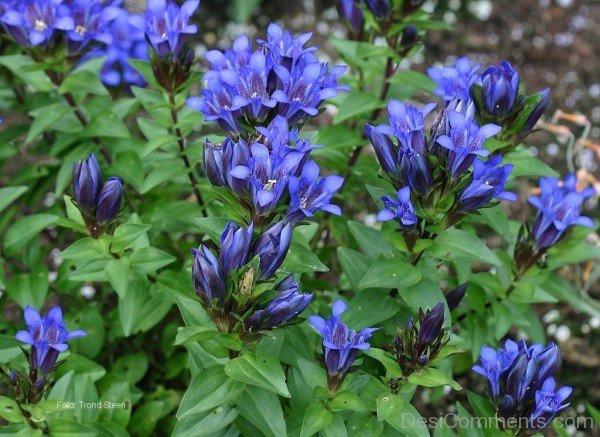 Picture Of Dahurian Gentian Flowers