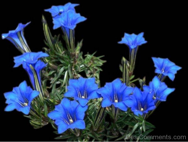 Picture Of Dahurian Gentian-kyu727DC0DEsi27