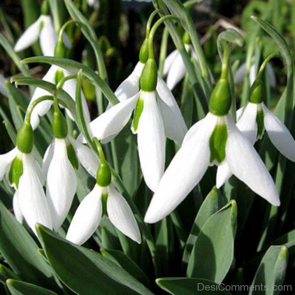 Picture Of Elwes's Snowdrop Flowers-dft526DEsi006