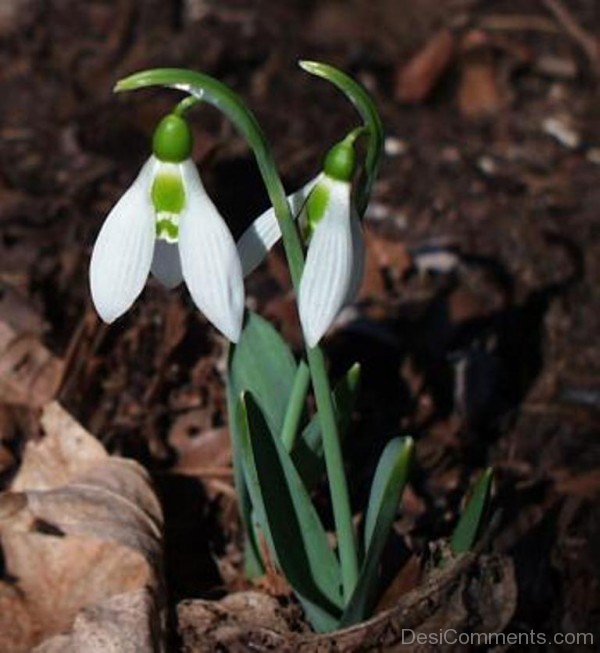 Picture Of Elwes’s Snowdrop