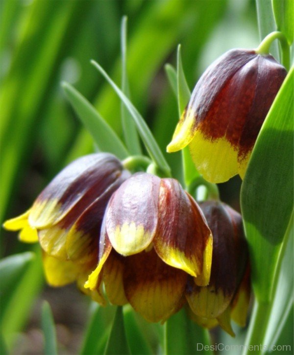 Picture Of Fritillaria Michailovskyl Flowers-yup826DCop29
