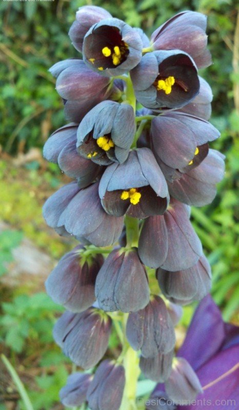 Picture Of Fritillaria Persica-poi927DCqw18