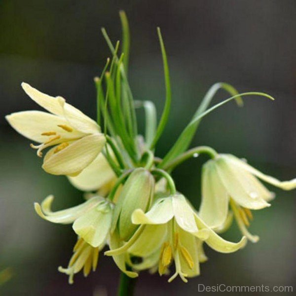 Picture Of Fritillaria Raddeana Flowersjhy625DC0401