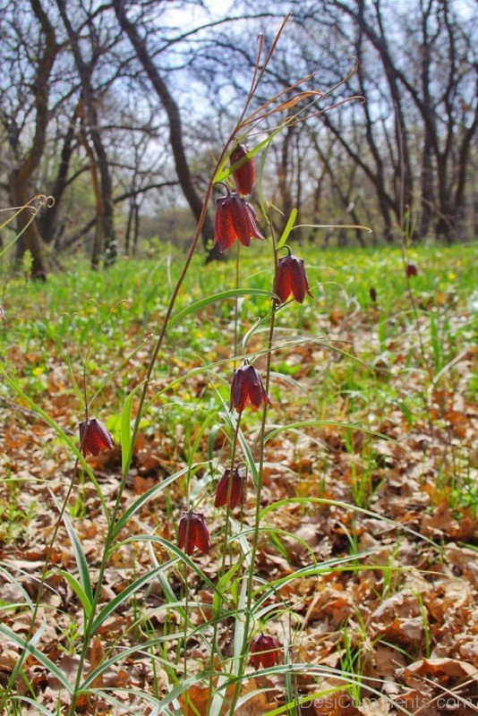 Picture Of Fritillaria Ruthenica Flowers-kju618DC0019