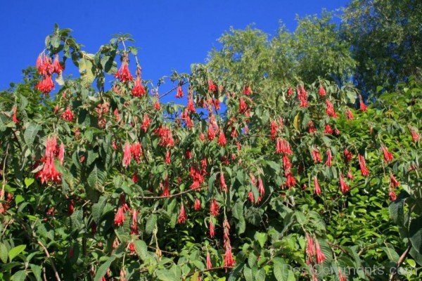 Picture Of Fuchsia Boliviana Flowers-bgh5625DCDESI17