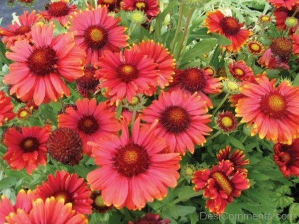 Picture Of Gaillardia Arizona Flowers-tgb524DC0210