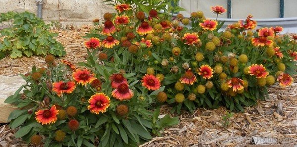 Picture Of Gaillardia Arizona-tgb525DC0223