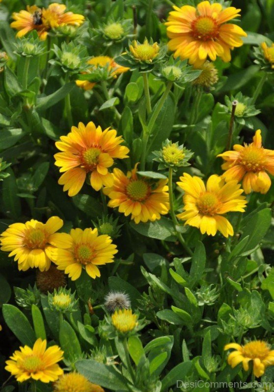 Picture Of Gaillardia X Grandiflora Flowers-lkg126DCDEsi09