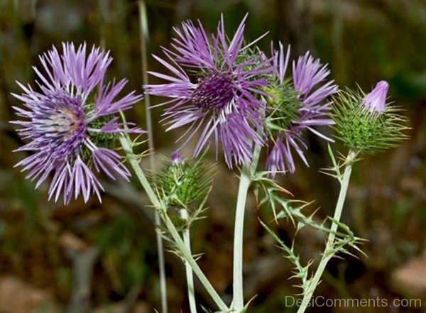 Picture Of Galactites Tomentosa Flowers-tub2326DC0718