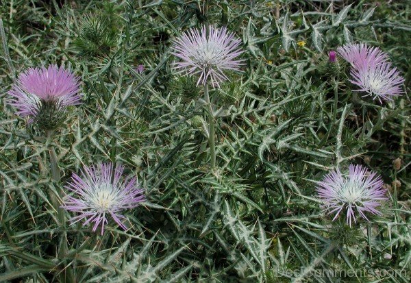 Picture Of Galactites Tomentosa-tub2327DC0730
