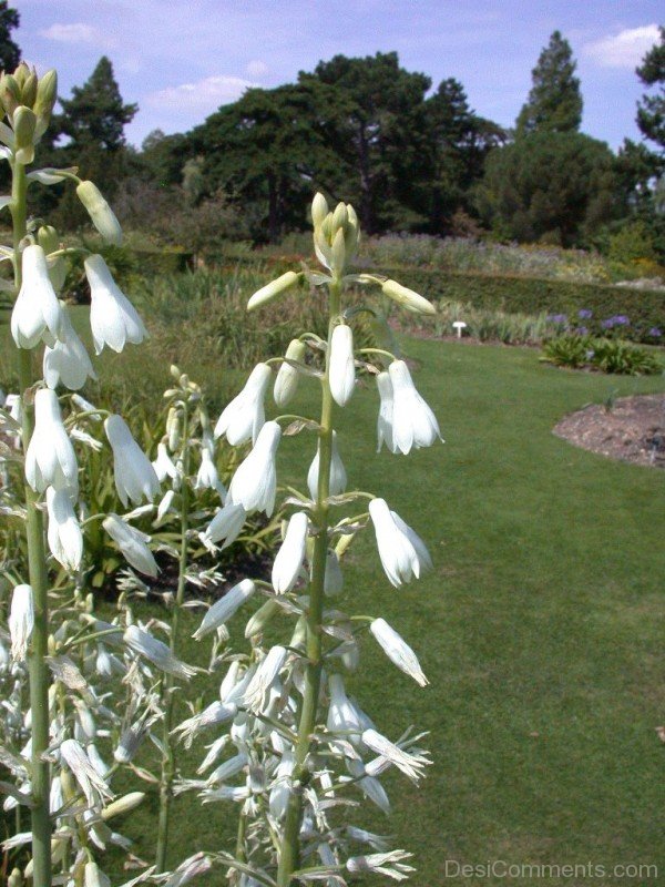 Picture Of Galtonai Candicans Flowers