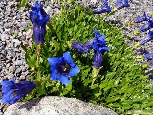 Picture Of Gentiana Acaulis Flowers-yui828DC12319
