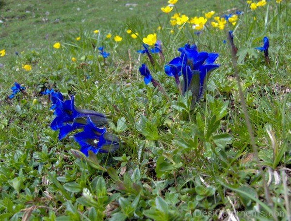 Picture Of Gentiana Clusii Flowers-YUP928DC9822