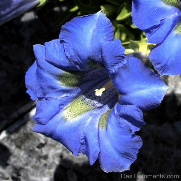 Picture Of Gentiana Clusii-YUP929DC9801