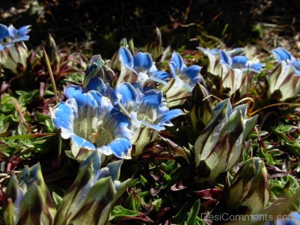 Picture Of Gentiana Depressa FlowersDCbbDC06