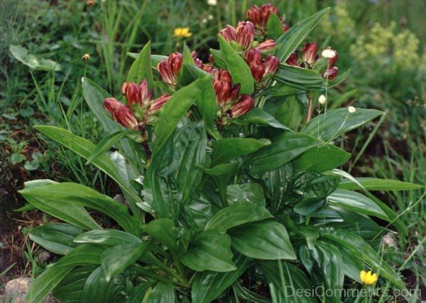 Picture Of Gentiana Purpurea Flowersaaj229DC0225