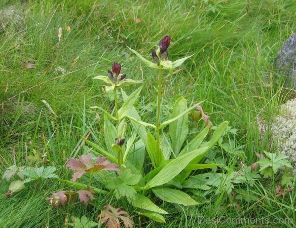 Picture Of Gentiana Purpureaaaj230DC0231