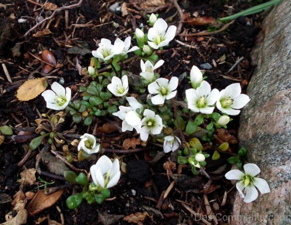 Picture Of Gentiana Saxosa