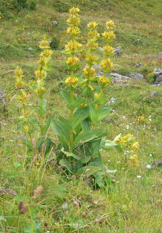 Picture Of Giant Yellow Gentian Flowers-jha326D9DC30