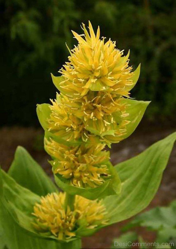 Picture Of Giant Yellow Gentian