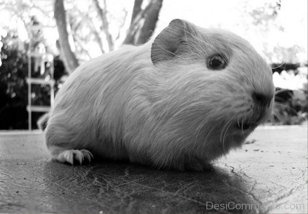 Picture Of Guinea Pig-rtev024