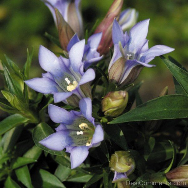 Picture Of Japanese Gentian Flowers-jkh629DC0D10