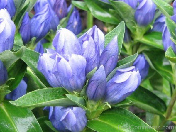 Picture Of Japanese Gentian-jkh630DC0D13
